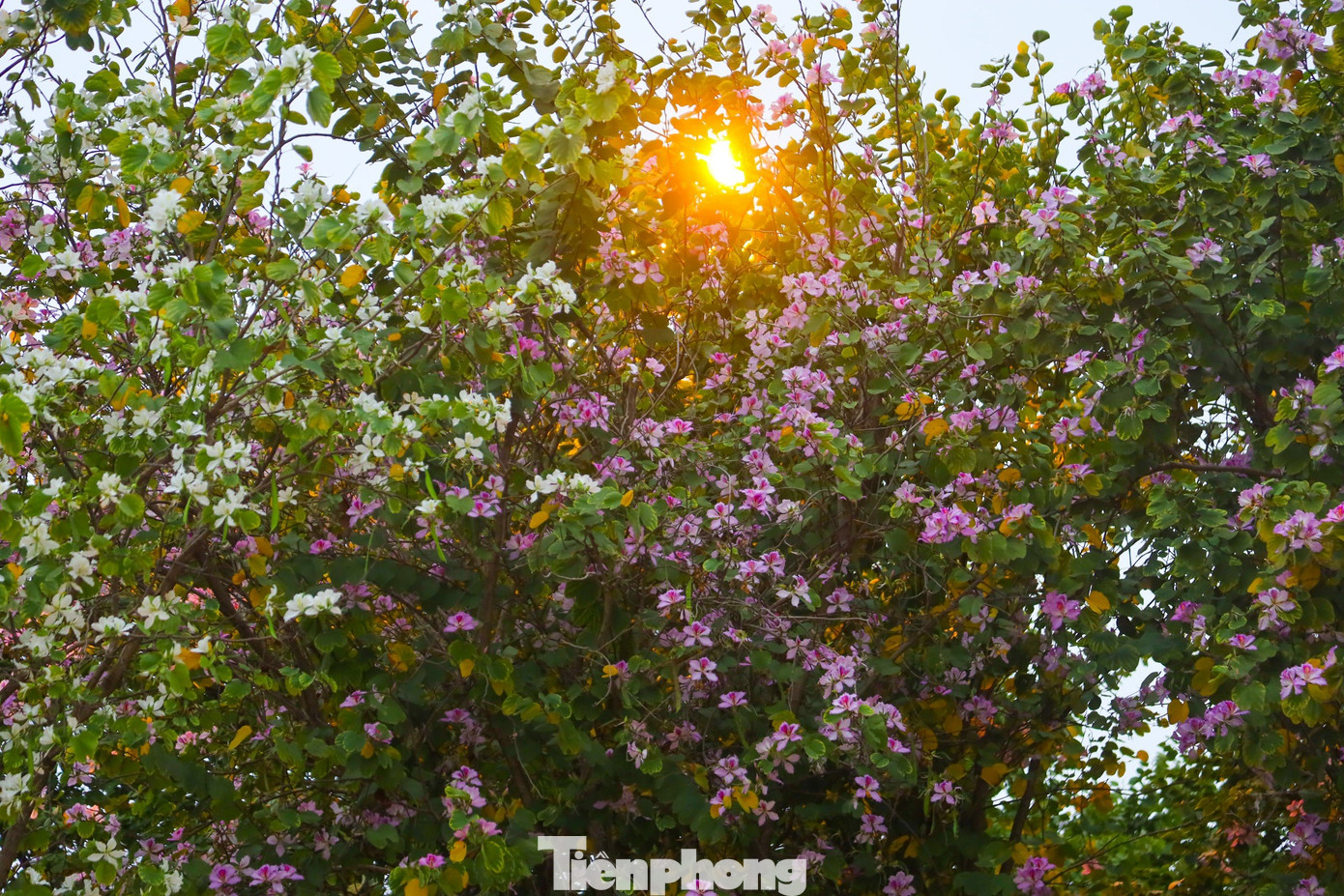 Hoa ban rụng lá vào mùa khô, đến khi thời tiết giao mùa từ thu sang đông lá bắt đầu phát triển trở lại, hoa bắt đầu nở và nở rộ vào cuối tháng 2.