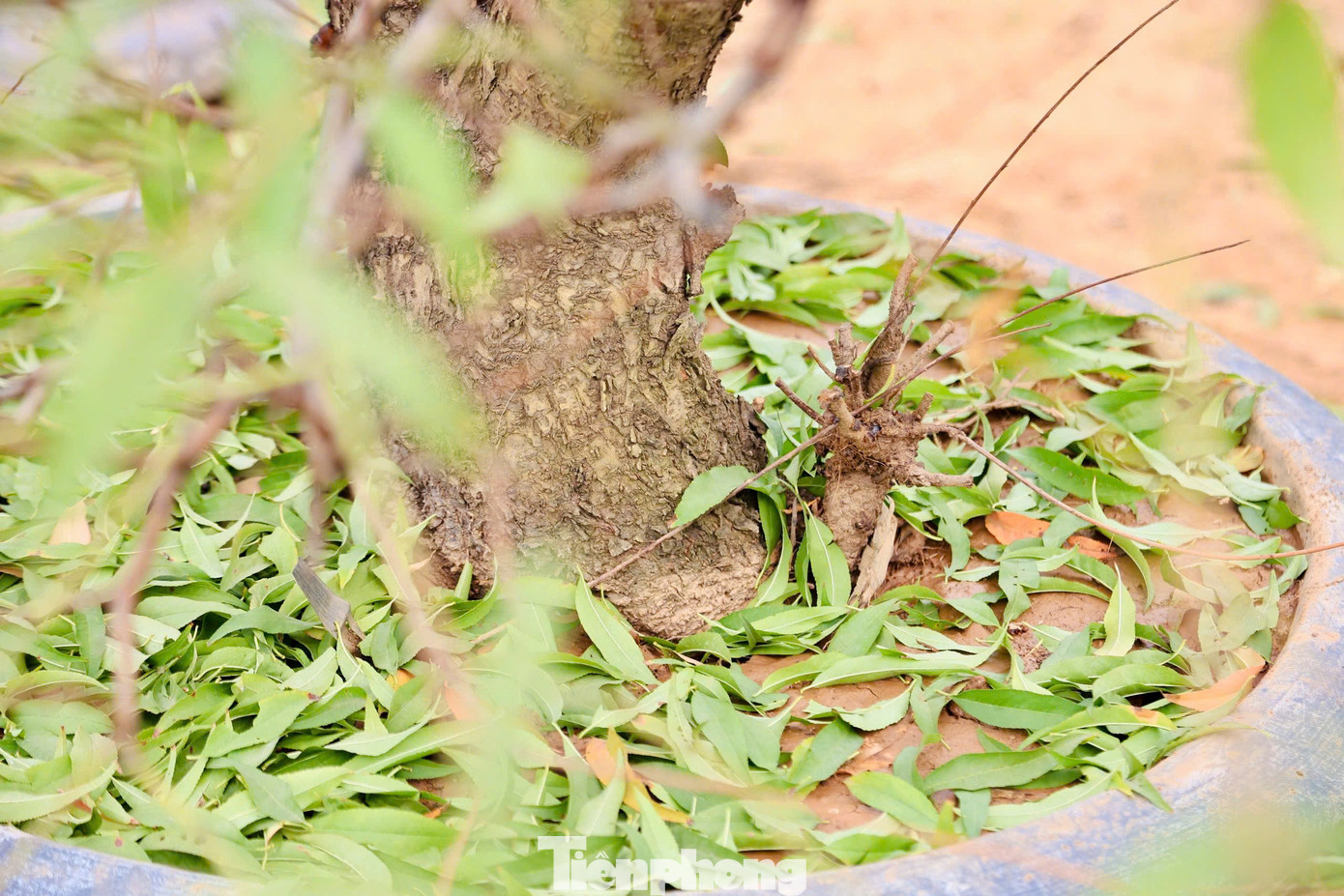 Các chủ vườn thuê nhân công tuốt lá thời vụ với giá từ 350.000 đến 400.000 đồng/người/ngày.