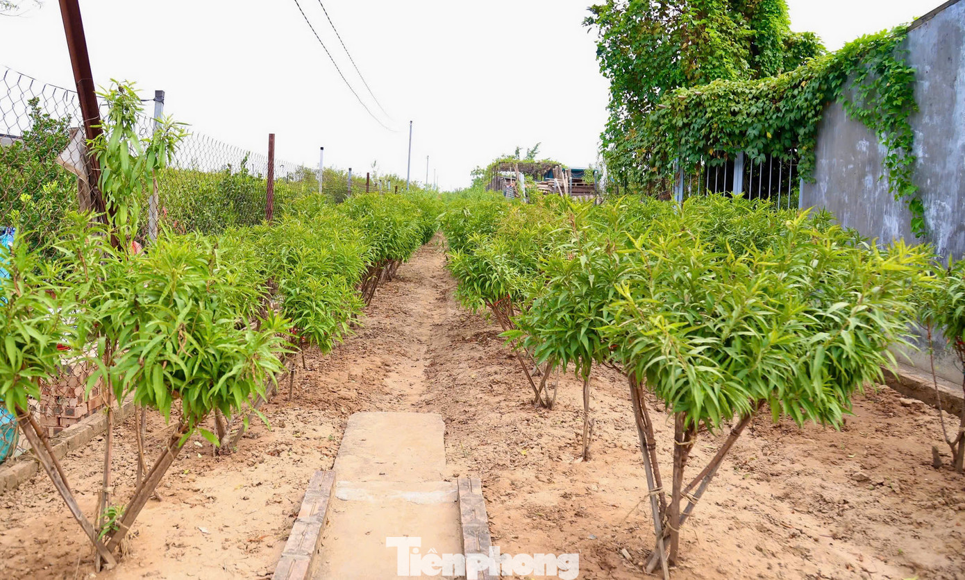 Làng Nhật Tân (quận Tây Hồ, TP Hà Nội) xưa nay nổi tiếng với nghề trồng đào. Hiện nay, diện tích trồng đào Nhật Tân là 57 ha, trong làng có khoảng 700 hộ dân với hơn 1.200 xã viên gắn bó với nghề trồng đào truyền thống. Tháng 9, bão Yagi quét qua Hà Nội, phần lớn diện tích trồng đào tại làng đào Nhật Tân bị nhấn chìm trong nước lũ. Sau lũ, cây chết khô, thiệt hại mà người dân trồng đào phải gánh chịu là rất lớn. Hiện người dân làng đào Nhật Tân vẫn đang cần mẫn lao động ngày đêm để có đào bán ra thị trường vào dịp Tết Nguyên đán 2025.