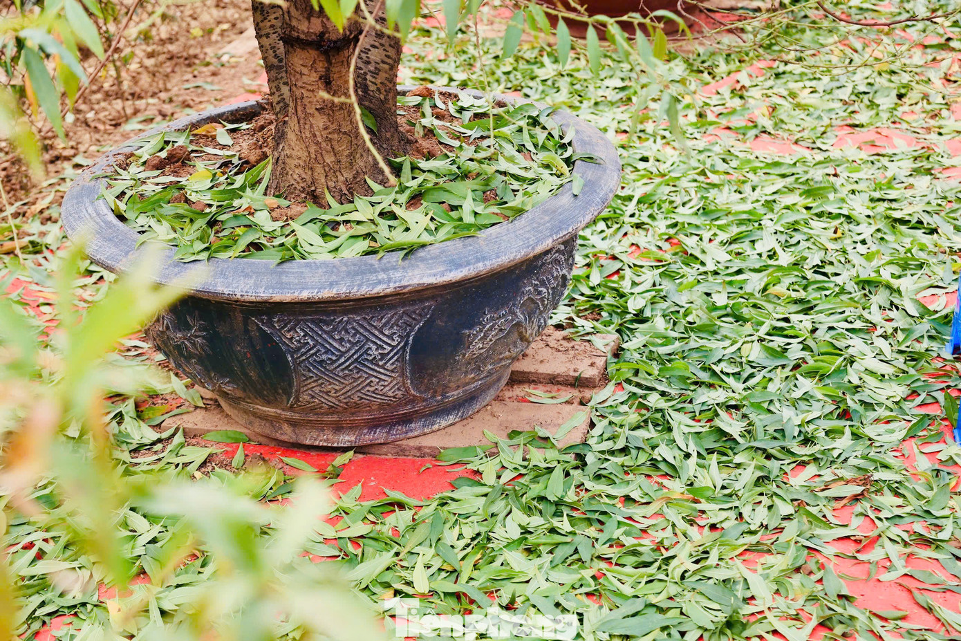 Các chủ vườn thuê nhân công tuốt lá thời vụ với giá từ 350.000 đến 400.000 đồng/người/ngày.