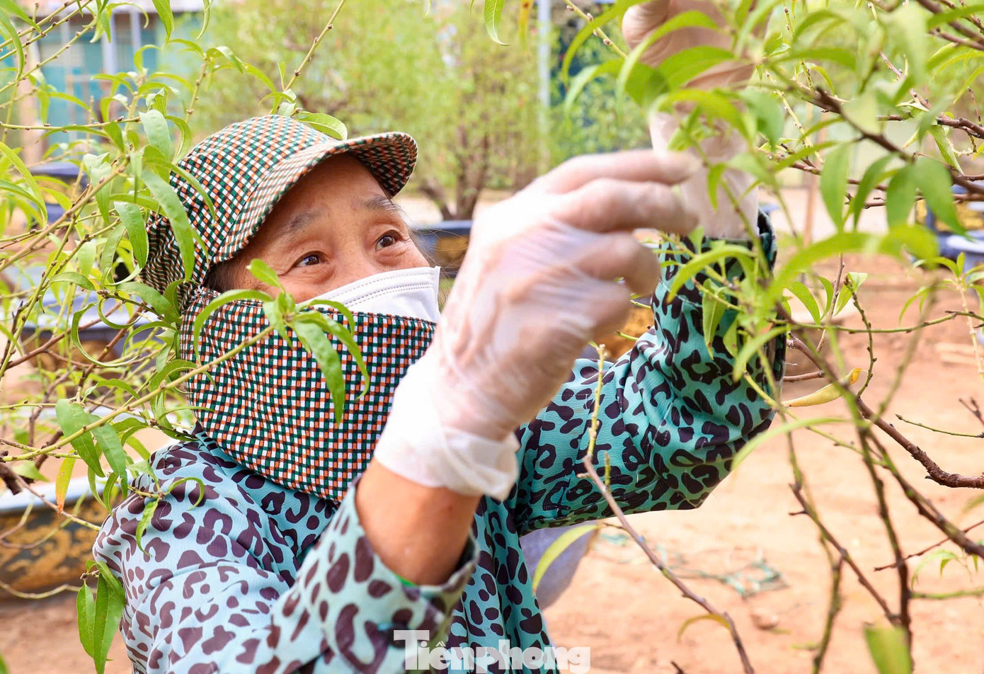 Người dân cho biết tuốt lá đào là một trong những khâu quan trọng nhất, phải được thực hiện đúng thời gian để đào ra được mắt và cho ra những nụ hoa to, đẹp và đều.
