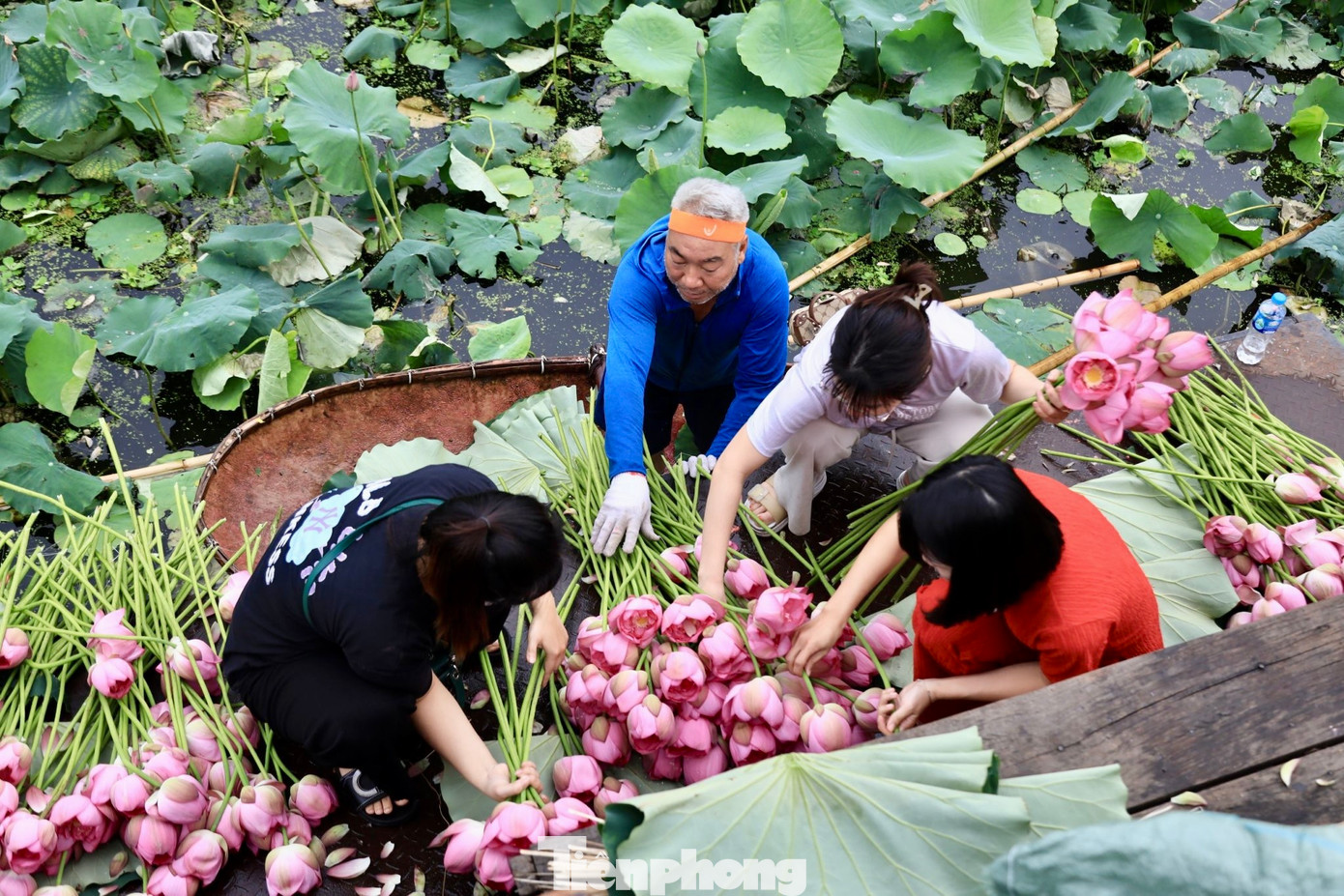 Tháng 6 hằng năm, khi sen hồng bắt đầu nở rộ tại các đầm xung quanh hồ Tây, cũng là lúc người làm nghề ướp trà sen lại tất bật vào vụ mùa mới.