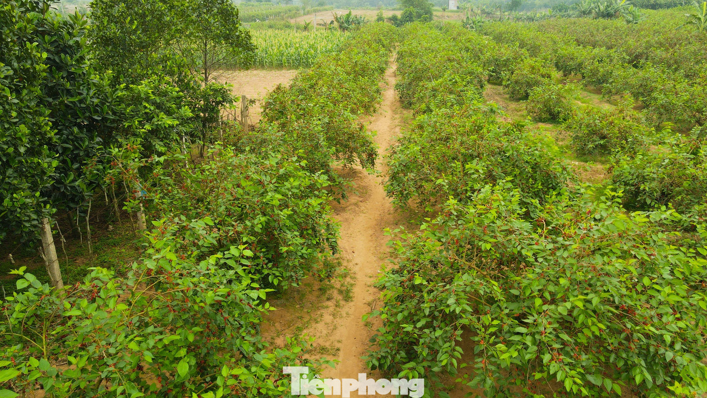 Những ngày đầu hè, dâu tằm chín rộ ở khắp các xã Hiệp Thuận (huyện Phúc Thọ), Song Phượng (huyện Đan Phượng). Khi những trái dâu dần ngả sắc vàng, đỏ chín mọng cũng là lúc chủ vườn bắt đầu thu hoạch.