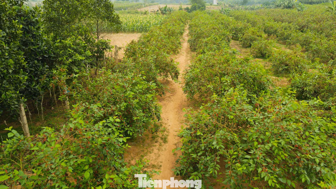 Những ngày đầu hè, dâu tằm chín rộ ở khắp các xã Hiệp Thuận (huyện Phúc Thọ), Song Phượng (huyện Đan Phượng). Khi những trái dâu dần ngả sắc vàng, đỏ chín mọng cũng là lúc chủ vườn bắt đầu thu hoạch.
