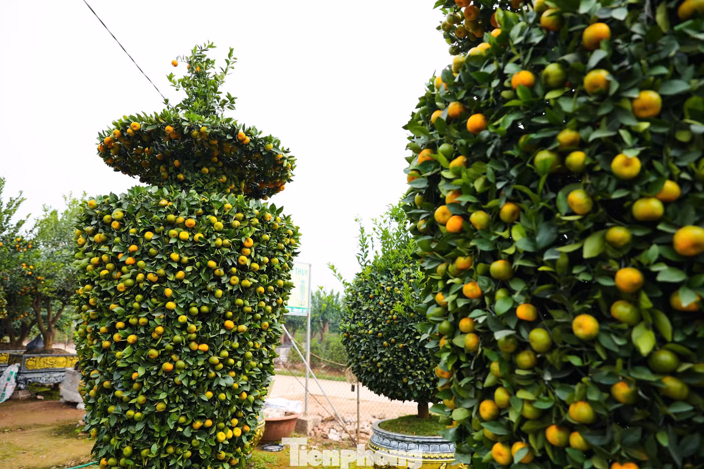 Còn 1 tháng nữa mới đến Tết Nguyên đán Ất Tỵ nhưng tại các nhà vườn ở huyện Văn Giang, tỉnh Hưng Yên, những cây quýt được tạo thỏi vàng, lục bình giá tới vài chục triệu đồng đã được khách hàng đặt mua.