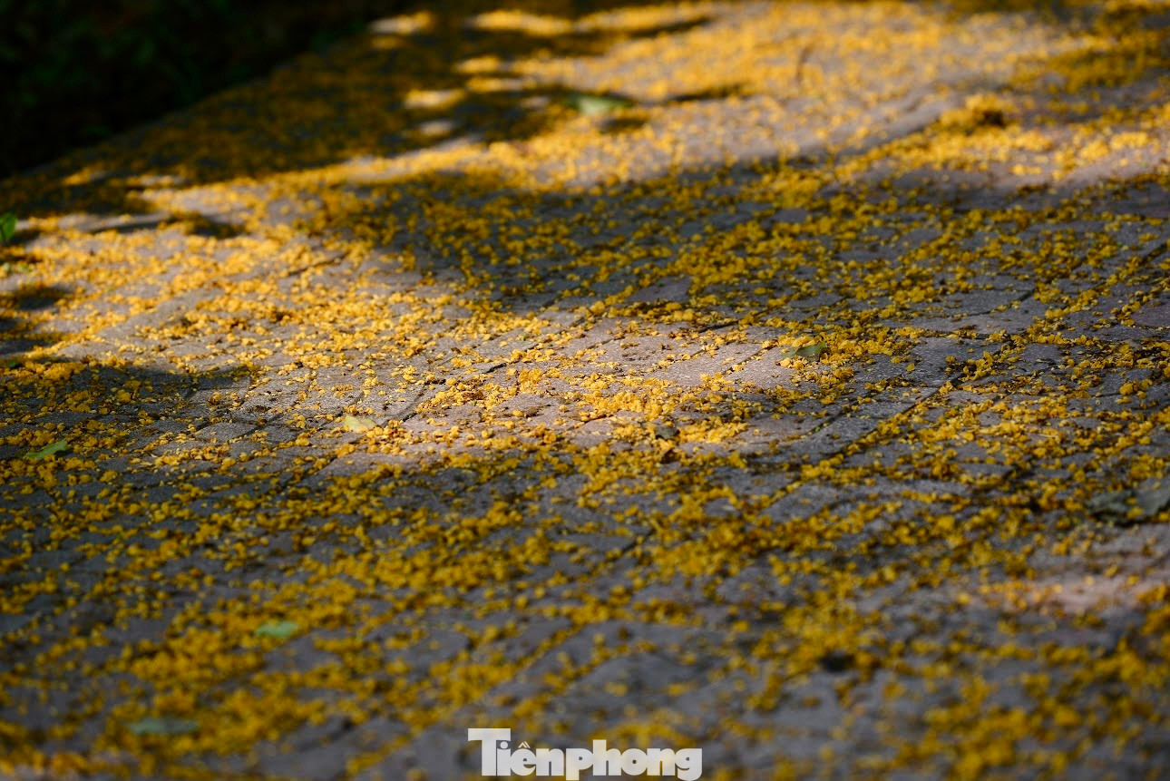 Khi những cơn gió mạnh thổi qua, hoa giáng hương rụng xuống tạo nên những thảm hoa vàng bắt mắt.