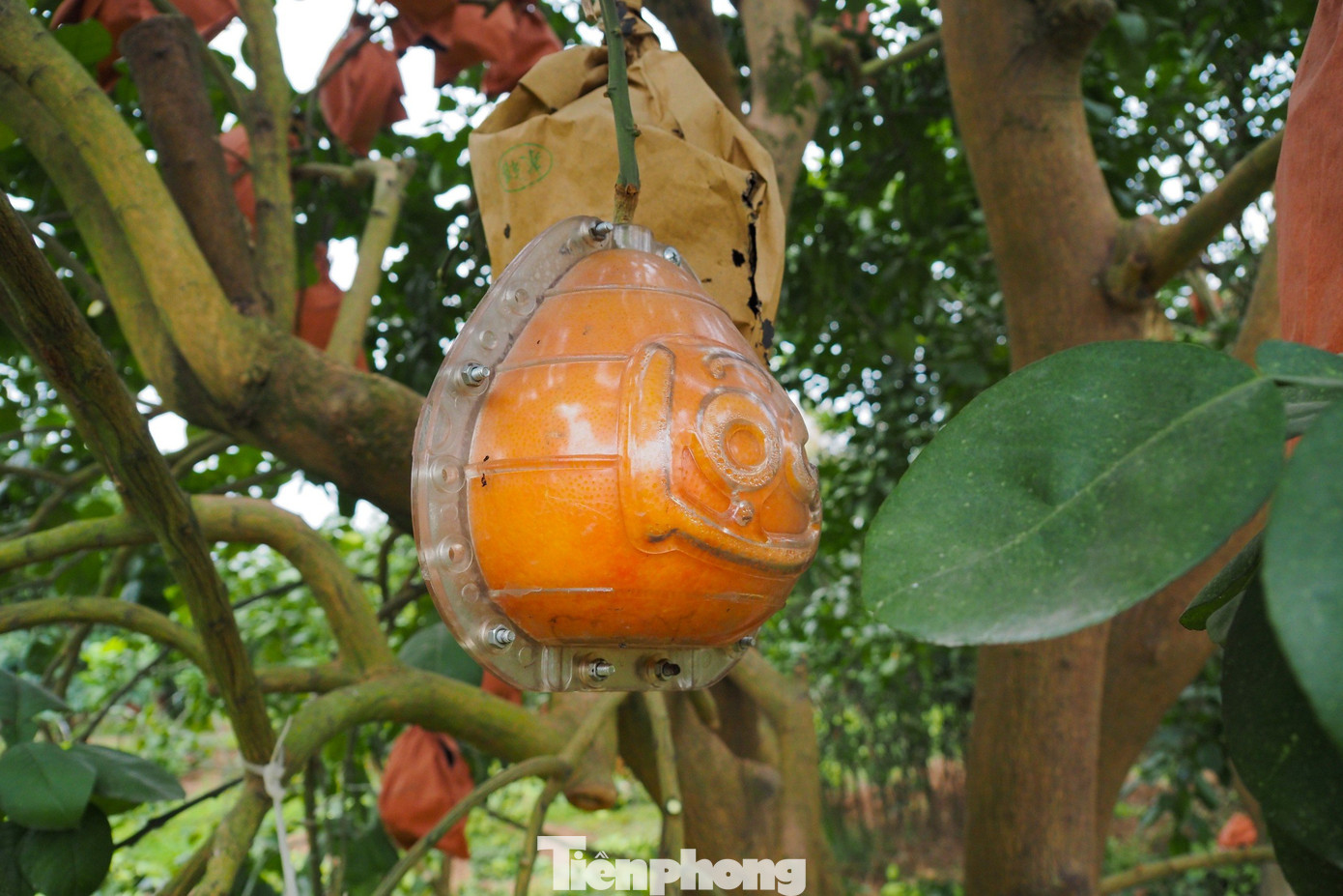 Bưởi đỏ Đông Cao được chia làm hai loại: bưởi bánh men và bưởi trái nũm được ép khuôn tạo hình hai chữ tài, lộc ngay từ khi quả còn non. Quá trình tạo hình bưởi đòi hỏi sự kỳ công từ người trồng.