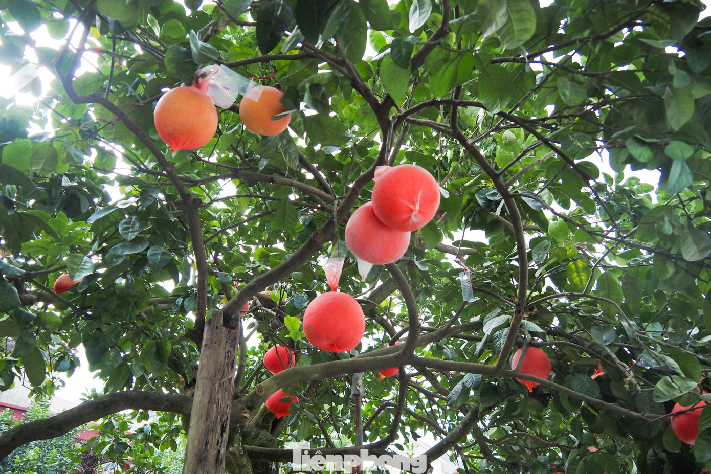 Bưởi đỏ Đông Cao hay còn gọi là bưởi đỏ "tiến vua", (xã Tráng Việt, huyện Mê Linh, Hà Nội) là giống bưởi đỏ quý hiếm được các nhà vườn trồng và chăm sóc cẩn thận chuyên phục vụ dịp Tết.