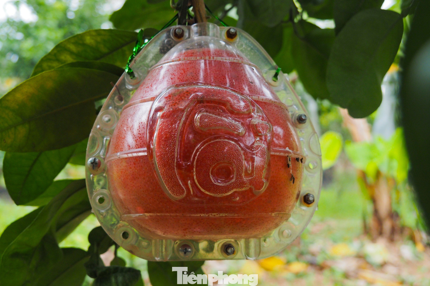 Bưởi đỏ Đông Cao được chia làm hai loại: bưởi bánh men và bưởi trái nũm được ép khuôn tạo hình hai chữ tài, lộc ngay từ khi quả còn non. Quá trình tạo hình bưởi đòi hỏi sự kỳ công từ người trồng.