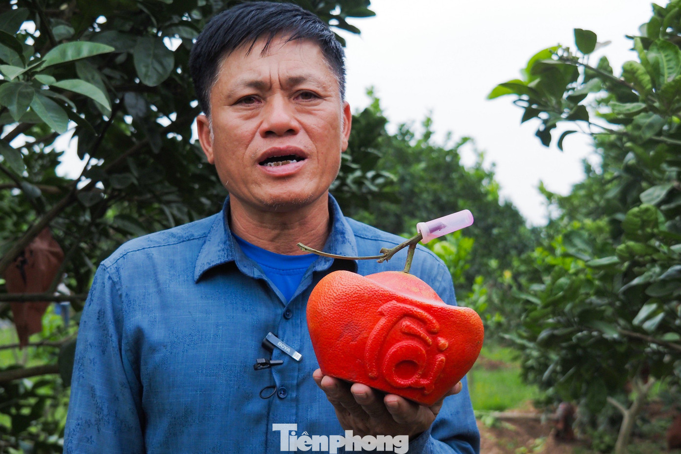 Trao đổi với pv Tiền Phong, ông Lương Văn Phương, Chủ tịch HĐQT Hợp tác xã bưởi đỏ Đông Cao cho biết: "Hiện nay khoảng 90% số bưởi trong vườn đã được đặt hàng. Bưởi đỏ Đông Cao có màu xanh khi còn non, chuyển sang màu vàng khi già và khi chín, quả sẽ có màu đỏ rực như trái gấc. Cây sẽ bắt đầu cho ra quả từ tháng 8 âm lịch, đến tháng 10 âm lịch bưởi sẽ chuyển sang màu đỏ, trung bình mỗi cây cho ra 80 - 100 quả".