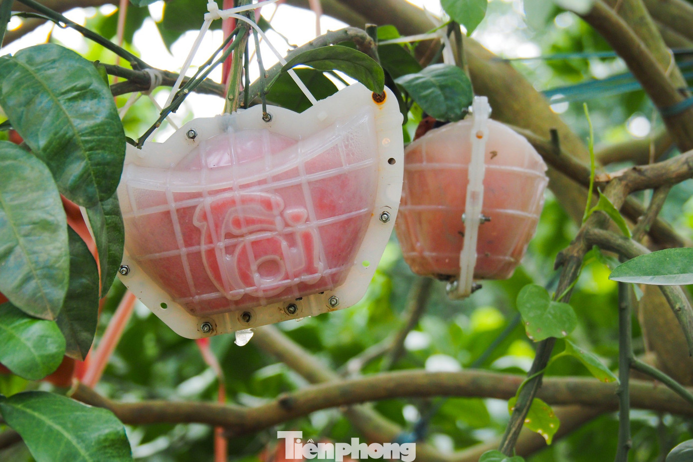 Bưởi đỏ Đông Cao được chia làm hai loại: bưởi bánh men và bưởi trái nũm được ép khuôn tạo hình hai chữ tài, lộc ngay từ khi quả còn non. Quá trình tạo hình bưởi đòi hỏi sự kỳ công từ người trồng.