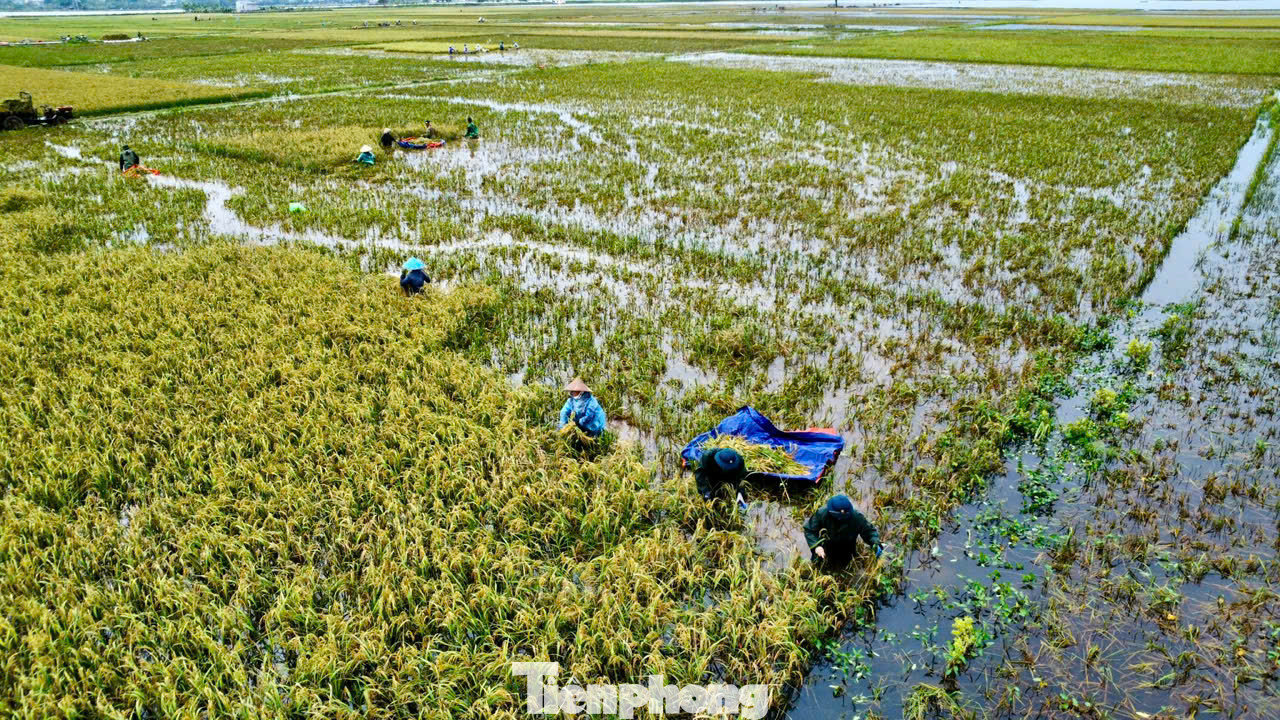 Do địa hình ở vùng trũng thấp và nằm ven sông Bùi nên nhiều khu vực tại huyện Chương Mỹ nước lũ rút chậm, trung bình mỗi ngày chỉ khoảng 10 cm, cả cánh đồng lúa vẫn chìm trong biển nước