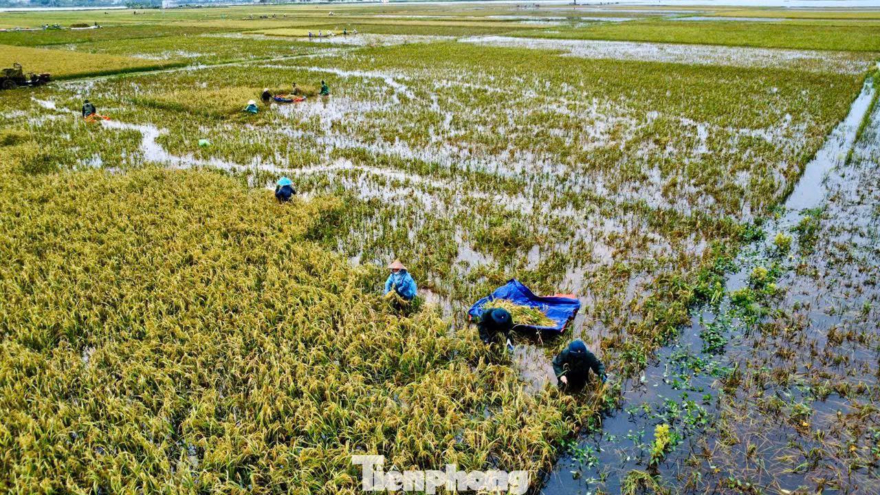 Do địa hình ở vùng trũng thấp và nằm ven sông Bùi nên nhiều khu vực tại huyện Chương Mỹ nước lũ rút chậm, trung bình mỗi ngày chỉ khoảng 10 cm, cả cánh đồng lúa vẫn chìm trong biển nước