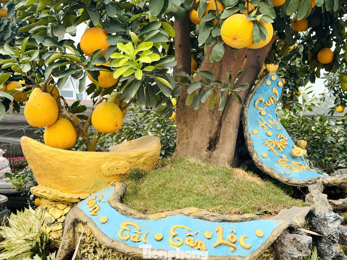 Để tạo ra những sản phẩm độc lạ này, nhiều năm qua, những người làm vườn vùng đất Văn Giang đã kỳ công tạo dáng, đổ mồ hôi, công sức sưu tầm, sáng tạo cho ra những cây bưởi cảnh để có sức hấp dẫn đặc biệt với người chơi dịp Tết.