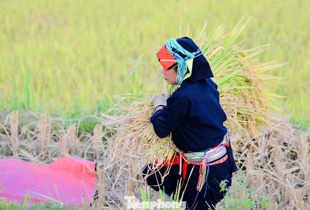 Mùa lúa ở Xà Phìn thường chín muộn hơn các vùng khác, người dân thường cấy vào giữa tháng 6, đầu tháng 7 và cho thu hoạch vào trung tuần tháng 10.