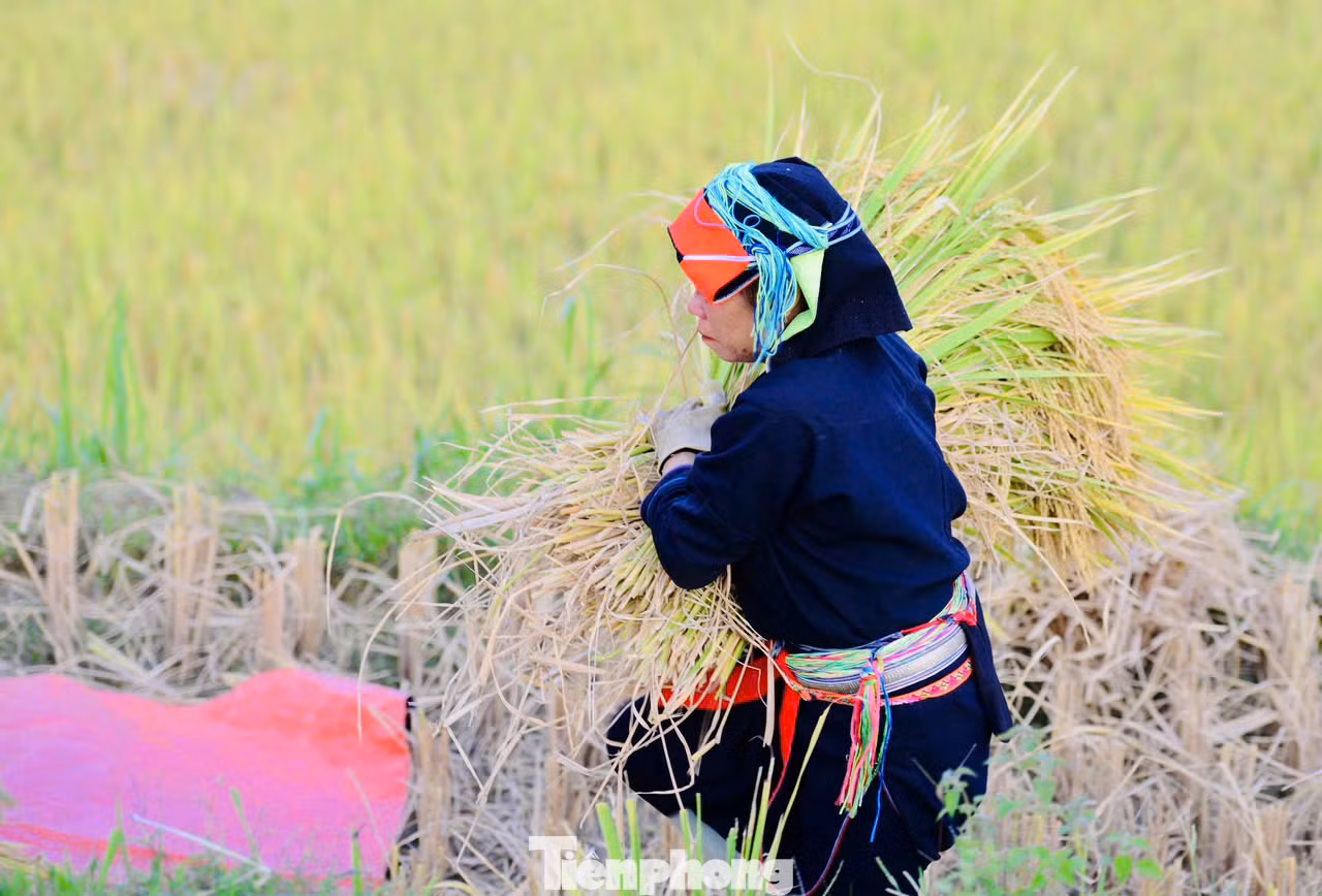 Mùa lúa ở Xà Phìn thường chín muộn hơn các vùng khác, người dân thường cấy vào giữa tháng 6, đầu tháng 7 và cho thu hoạch vào trung tuần tháng 10.