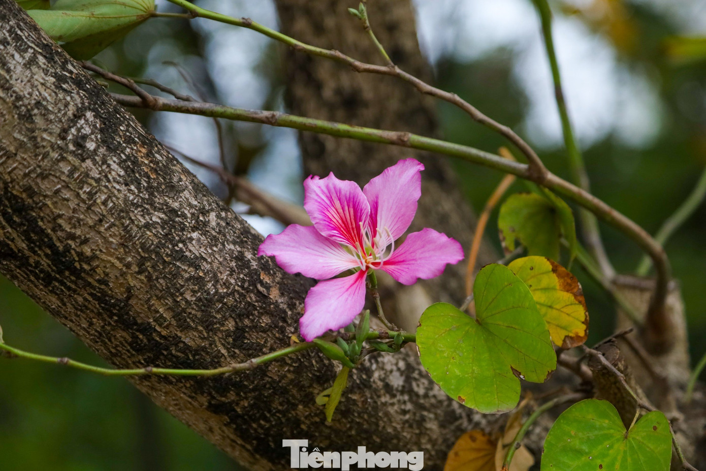 Hoa ban trắng có màu trắng là chủ đạo, pha chút tím nhạt làm cho loại hoa này thêm phần rực rỡ.