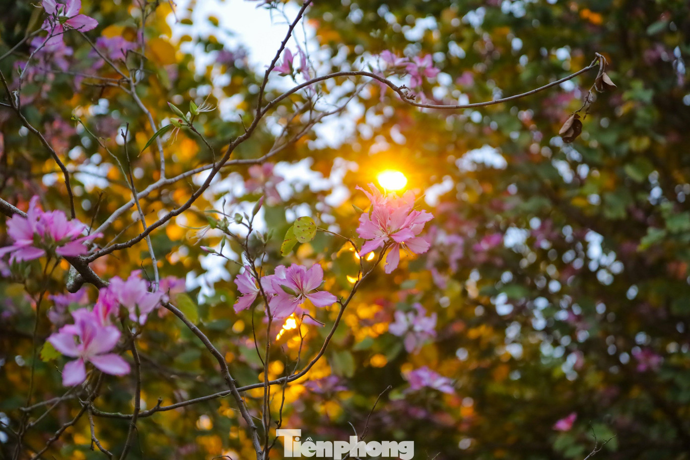 Cứ vào dịp cuối tháng 2, đầu tháng 3 hàng năm, hoa ban lại đua nở trên nhiều tuyến phố, con đường của Hà Nội.