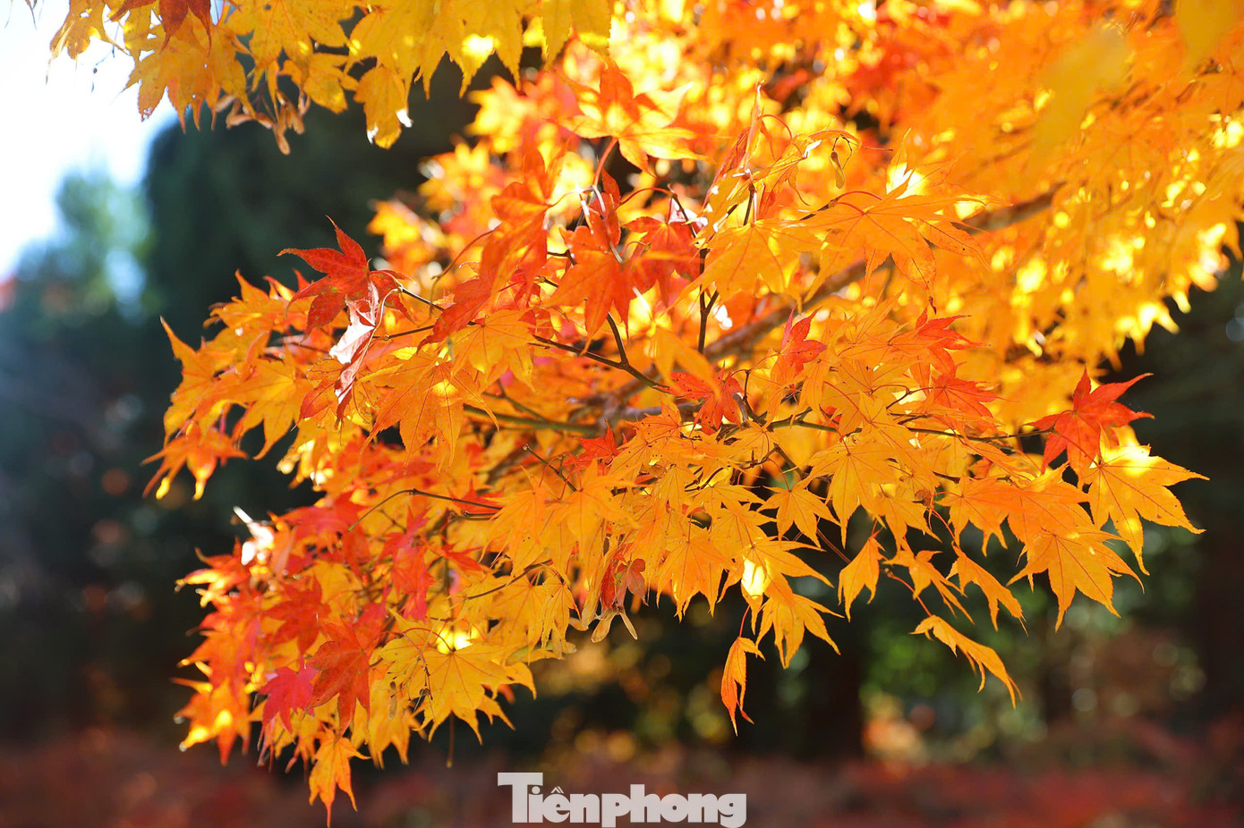 Khi lá chuyển màu tạo nên khung cảnh huyền ảo, mê hoặc.