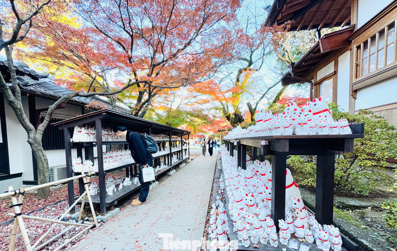 Có hàng ngàn con mèo mamki-neko với đủ kích cỡ từ lớn đến nhỏ trong ngôi đền này. Người dân địa phương và khách du lịch khi đặt chân đến nơi đây đều đặt những chú mèo mamki-neko mới mỗi ngày, vì vậy số lượng mèo may mắn không ngừng tăng lên theo ngày tháng.