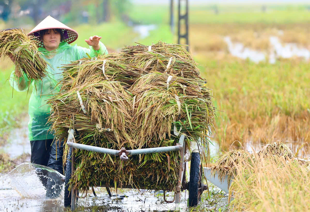 Tranh thủ ngày hôm nay ngớt mưa, người dân lại hối hả ra đồng gặt và chuyển chỗ lúa non vừa vớt được lên bờ. Ngâm lũ hơn chục ngày, lại gặt non nên lúa chỉ có thể làm thức ăn cho vật nuôi.
