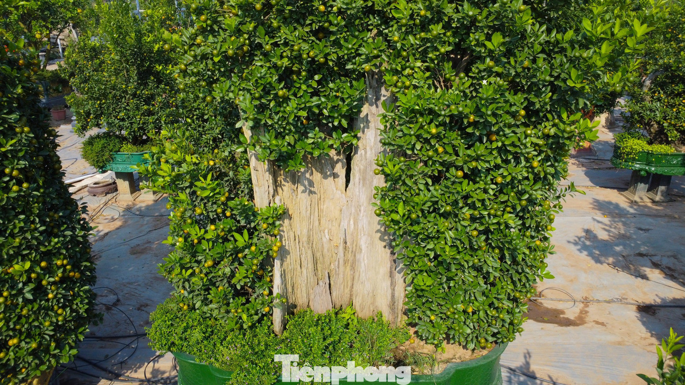 Trung bình mỗi cây ghép gỗ lũa giá dao động từ 5 đến 20 triệu, có những cây lên đến cả trăm triệu đồng, tùy vào tuổi cây, kích thước, dáng và chất lượng của khúc gỗ, cũng như tổng thể toàn bộ tác phẩm.