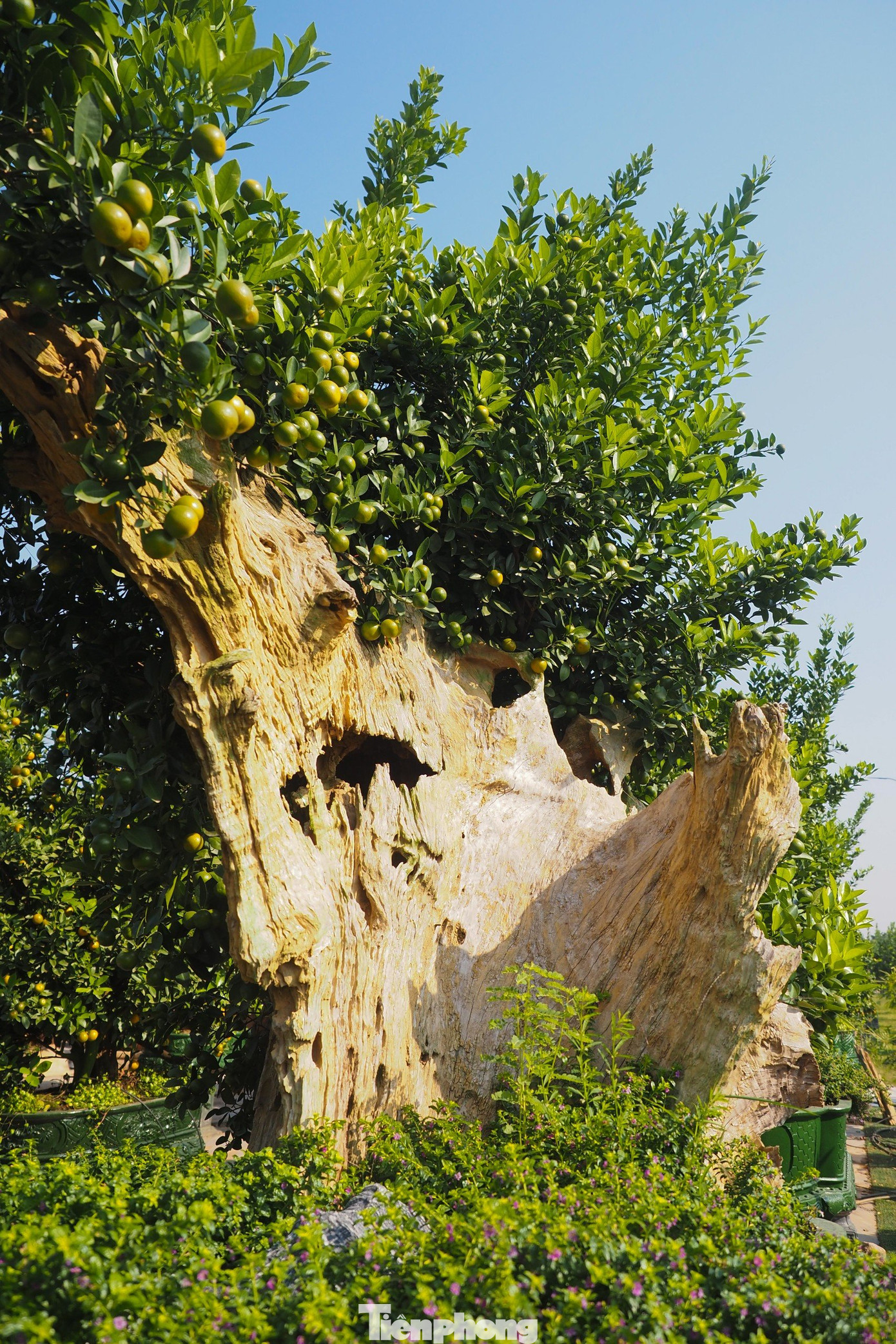 Nhà vườn cho biết, để tạo ra một cây quất ghép gỗ lũa đồ sộ như thế này thì những nghệ nhân trồng quất của làng Tứ Liên phải mất trung bình 4 đến 6 năm để chăm sóc, tạo hình theo sự phát triển của cây mới cho ra được thế đẹp, độc lạ.