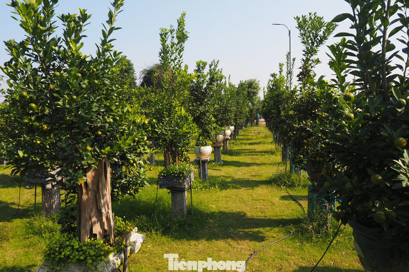 Từ lâu làng nghề trồng cây cảnh quất Tứ Liên (quận Tây Hồ, Hà Nội) đã nổi tiếng khắp cả nước với nghề trồng quất cảnh. Năm nay, các nghệ nhân làng quất Tứ Liên cho ra mắt sản phẩm mới kết hợp giữa gỗ lũa và quất truyền thống tạo nên những tác phẩm vô cùng độc đáo và đẹp mắt.