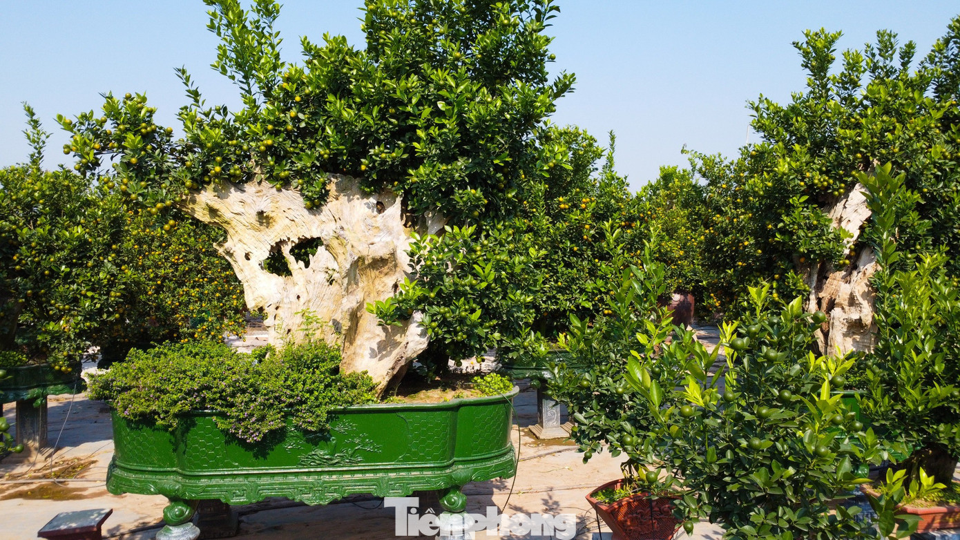 Trung bình mỗi cây ghép gỗ lũa giá dao động từ 5 đến 20 triệu, có những cây lên đến cả trăm triệu đồng, tùy vào tuổi cây, kích thước, dáng và chất lượng của khúc gỗ, cũng như tổng thể toàn bộ tác phẩm.