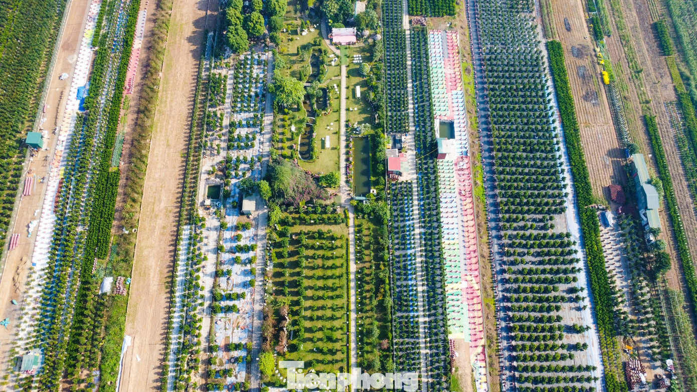 Sự khác lạ mới mẻ của quất ghép gỗ lũa đã thu hút rất nhiều khách đến tham quan, tìm mua về trưng dịp Tết.