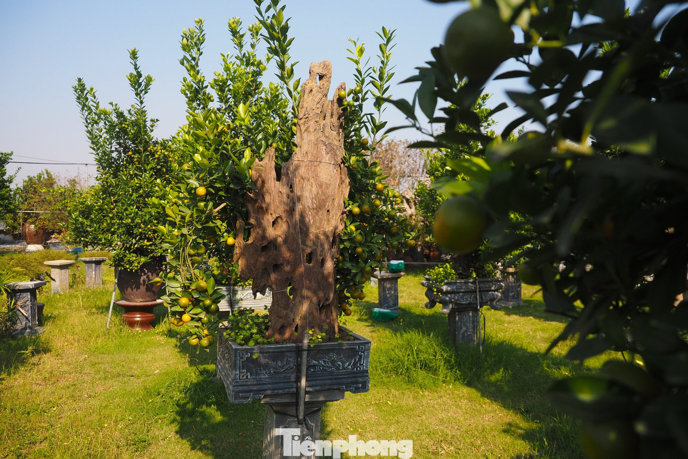 Để tạo ra được tác phẩm nghệ thuật này, đòi hỏi sự tỉ mẩn, chăm chút và bàn tay khéo léo của các nghệ nhân, do vậy giá trị của các chậu này cũng khá cao.