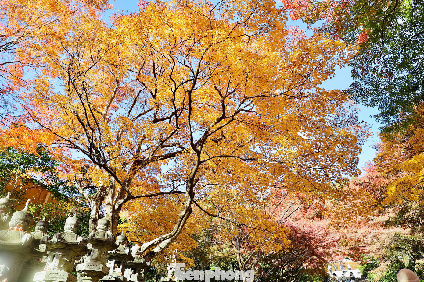 Người dân, du khách thích thú chụp hình cùng con đường tràn ngập lá vàng.