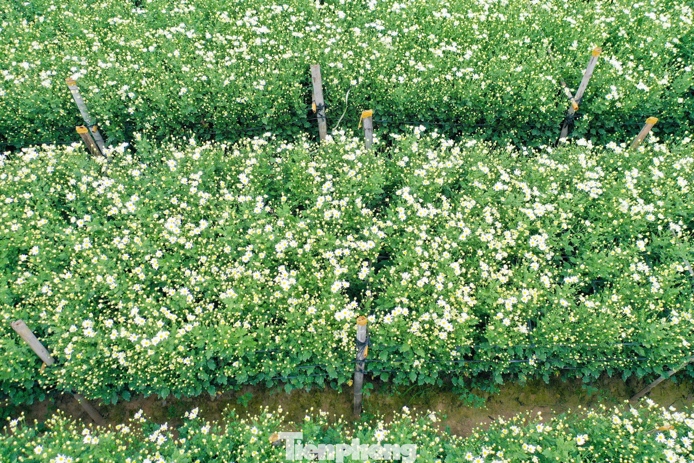 Năm nay, những hộ trồng cúc họa mi ở Hà Nội chịu thiệt hại nặng nề do cơn bão yagi gây ra hồi tháng 9. Tại làng Nhật Tân, Phú Thượng còn sót lại diện tích ít ỏi hoa cúc họa mi - loài hoa báo hiệu mùa đông đang về.