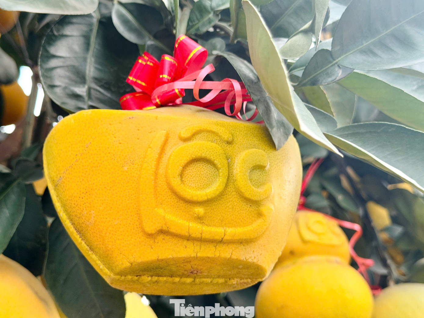 Những quả to, màu đẹp sẽ được tạo hình chữ tài, lộc.