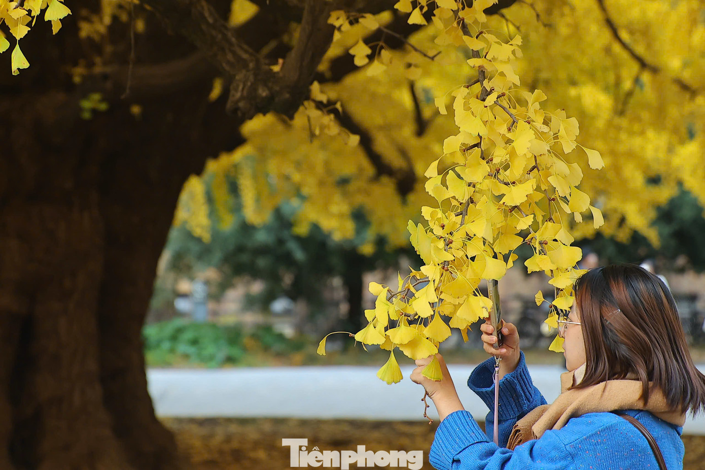 Đại học Tokyo là một trong những ngôi trường danh giá bậc nhất Nhật Bản. Tháng 12 là thời điểm lá cây bạch quả và cây rẻ quạt trong khuôn viên trường ngả dần sang màu vàng khiến khung cảnh hiện lên rất nên thơ, lãng mạn.