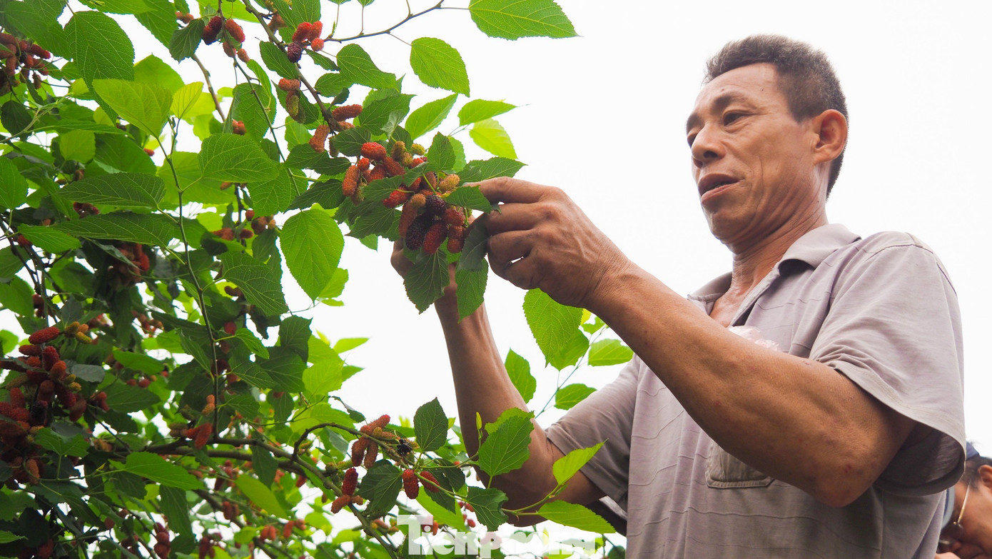 Dâu tằm chín rộ cần thu hoạch nhanh, nếu không sẽ chín quá và rụng. Các chủ vườn phải tăng cường nhân công, tranh thủ từng ngày để hái thu hoạch dâu.