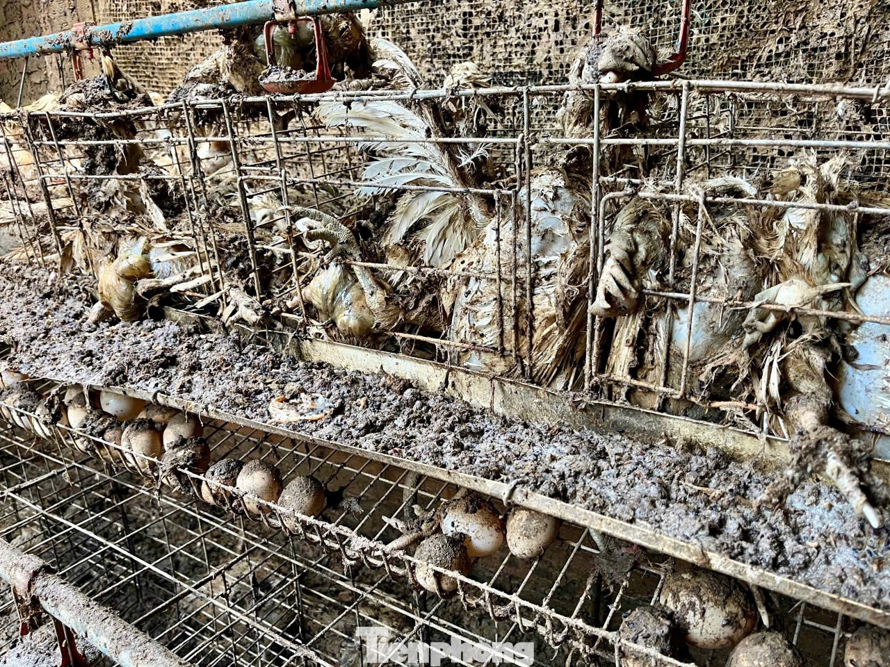 Hoàn lưu bão số 3 gây mưa lớn, nước sông Hồng dâng nhanh đã nhấn chìm trang trại gà của gia đình ông Hoàng Ngọc Đoàn ở khu Bãi Già, xã Tàm Xá, huyện Đông Anh (Hà Nội). Số lượng gà chết dự tính khoảng 80.000 con, thiệt hại khoảng 12 tỷ đồng.