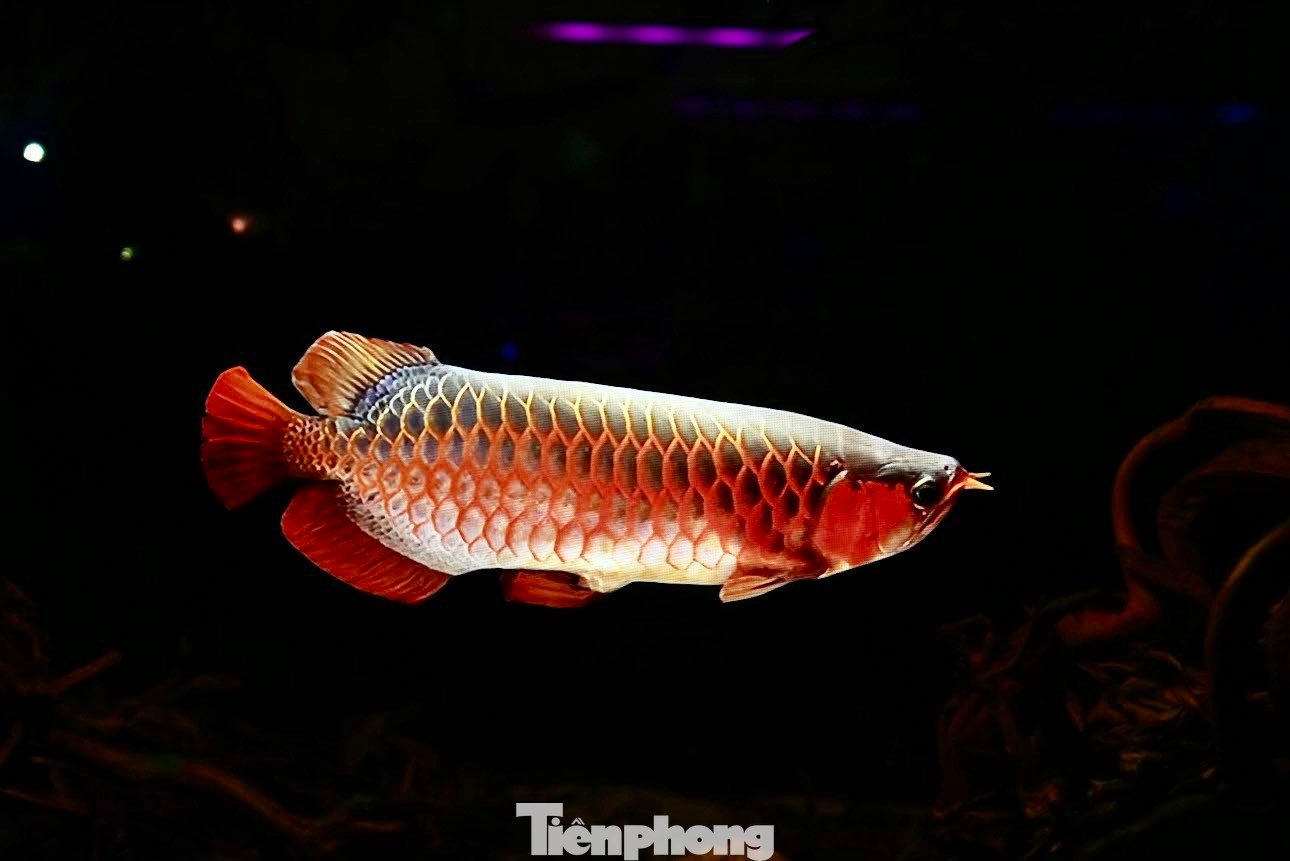 Các bể cá ứng dụng công nghệ Hologram trình chiếu để mô phỏng hình ảnh thay cho việc nuôi dưỡng cá như các bể thông thường.