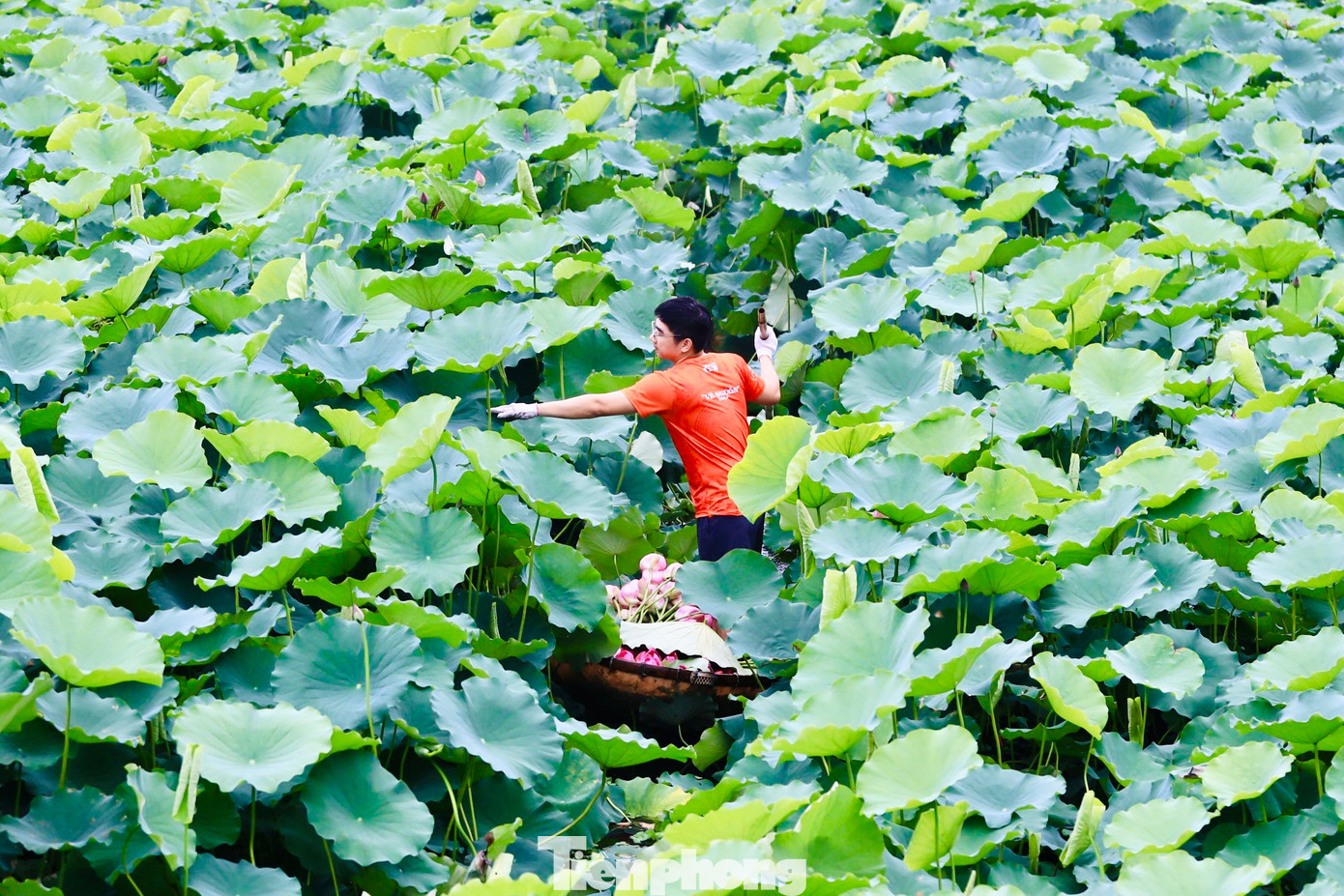 Tháng 6 hằng năm, khi sen hồng bắt đầu nở rộ tại các đầm xung quanh hồ Tây, cũng là lúc người làm nghề ướp trà sen lại tất bật vào vụ mùa mới.