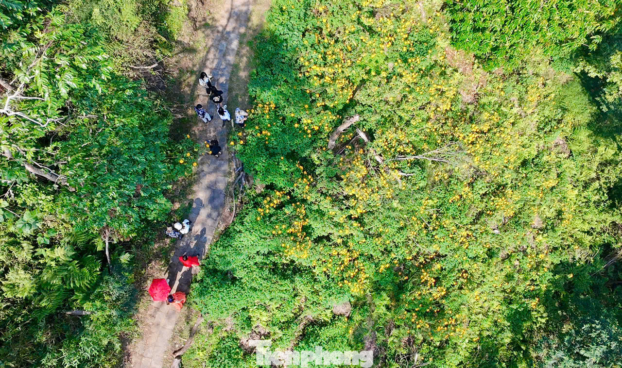 Hoa dã quỳ được nhiều người biết đến với tên gọi hoa cúc quỳ hay hoa hướng dương dại. Loài hoa này có thể mọc và sinh sống ở những nơi có khí hậu khắc nghiệt và được coi là biểu tượng của sự mạnh mẽ, bền bỉ.