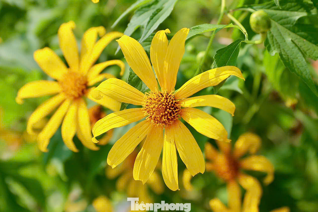 Từ cổng vào lên tới rừng thông và tới vườn hoa dã quỳ ở cốt 400m, du khách sẽ bắt gặp những bụi hoa đang khoe sắc được trồng thành từng bụi lớn, nở rộ rực rỡ hai bên đường.