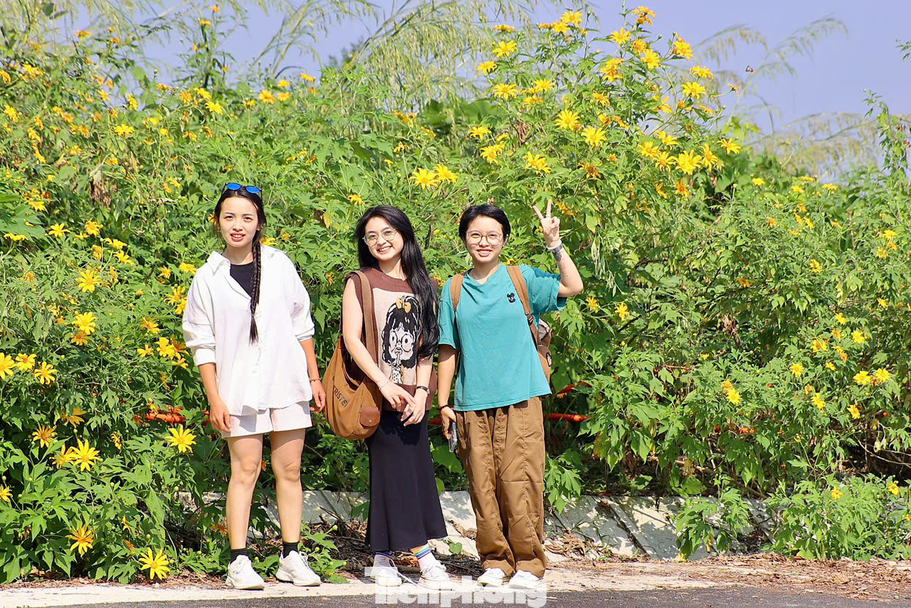 Nhóm bạn Đức Lan, Đức Huệ ở quận Hà Đông đã dậy từ 6h sáng, chạy xe máy vượt gần 60 km lên vườn để ngắm hoa, chụp ảnh. Lan chia sẻ: "Hằng năm cứ đến mùa hoa dã quỳ nở là chúng mình lại rủ nhau đến đây săn ảnh. Hoa dã quỳ nở rất đẹp, cùng không khí trong lành nơi đây đã giúp mình được thư thái rất nhiều".