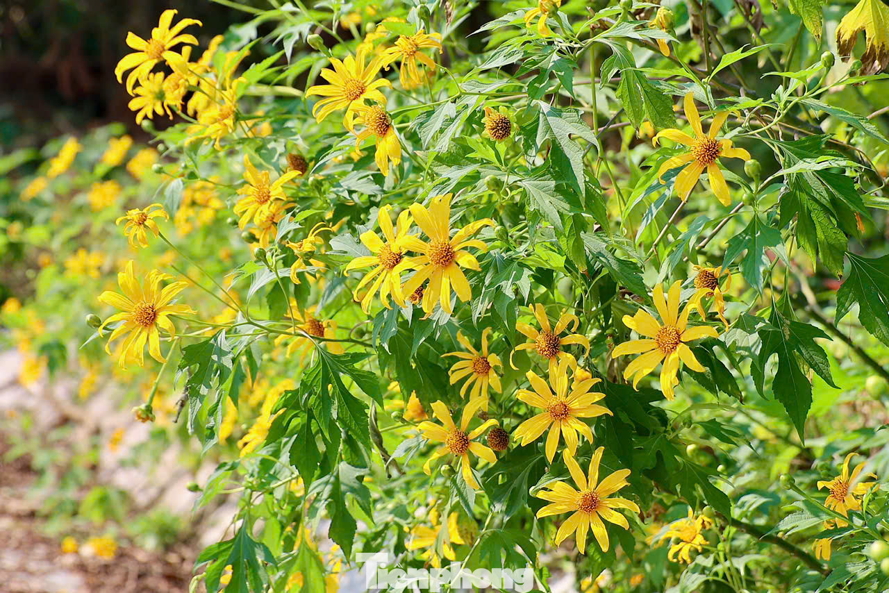 Từ cổng vào lên tới rừng thông và tới vườn hoa dã quỳ ở cốt 400m, du khách sẽ bắt gặp những bụi hoa đang khoe sắc được trồng thành từng bụi lớn, nở rộ rực rỡ hai bên đường.