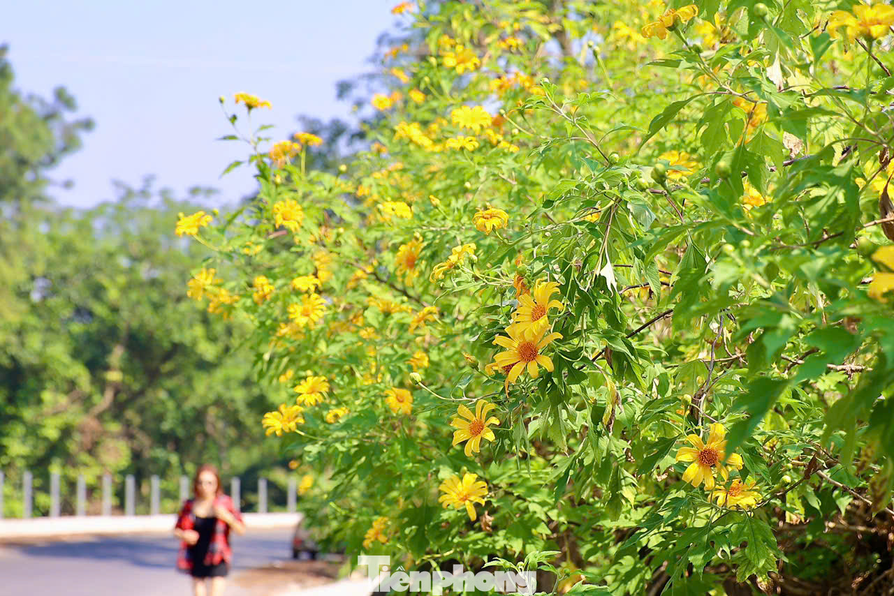 Hoa dã quỳ được nhiều người biết đến với tên gọi hoa cúc quỳ hay hoa hướng dương dại. Loài hoa này có thể mọc và sinh sống ở những nơi có khí hậu khắc nghiệt và được coi là biểu tượng của sự mạnh mẽ, bền bỉ.