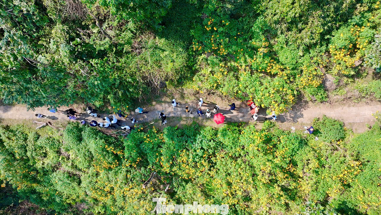 Với thời tiết khí hậu lạnh khô vào cuối tháng 10 đến đầu tháng 12 tại Hà Nội, hoa dã quỳ cũng bung nở, tạo thêm điểm đến hấp dẫn, thu hút giới trẻ và khách du lịch tới Vườn quốc gia Ba Vì.