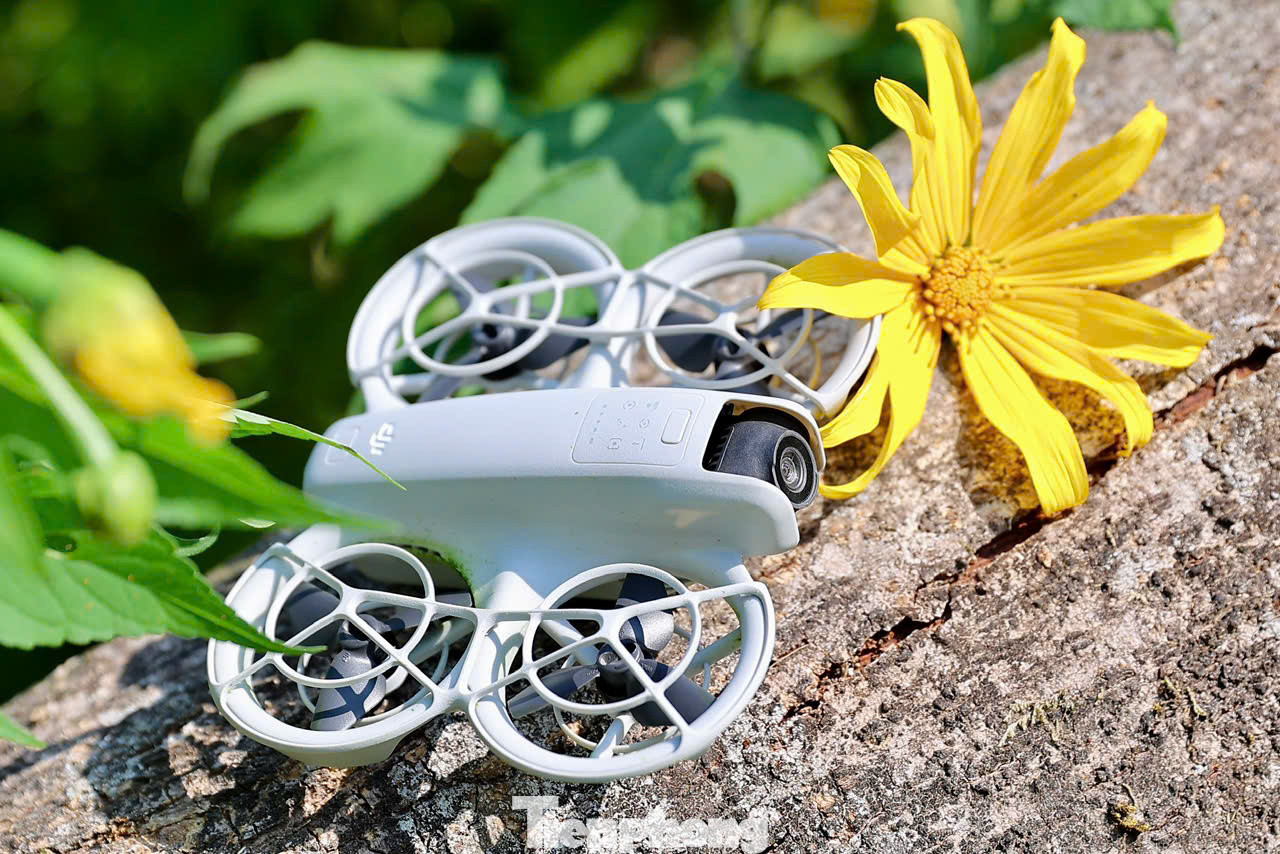 Mùa hoa dã quỳ kéo dài khoảng một tháng và đẹp nhất trong khoảng 2 tuần từ khi bắt đầu nở. Hoa dã quỳ thường mọc thành bụi ở ven đường, cây cao quá đầu người với những đóa hoa chỉ có một lớp cánh, màu vàng tươi.