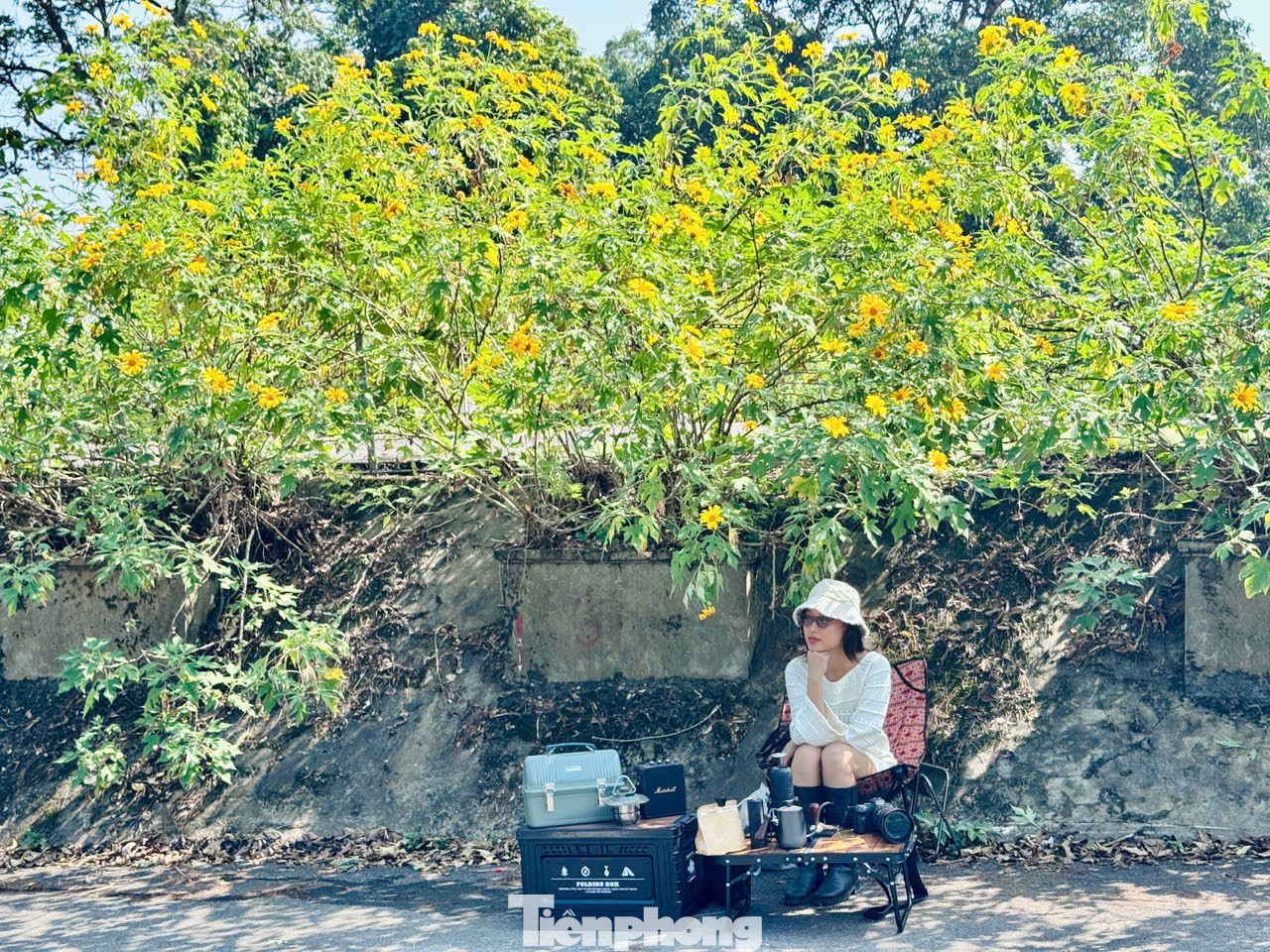 Mùa hoa dã quỳ kéo dài khoảng một tháng và đẹp nhất trong khoảng 2 tuần từ khi bắt đầu nở. Hoa dã quỳ thường mọc thành bụi ở ven đường, cây cao quá đầu người với những đóa hoa chỉ có một lớp cánh, màu vàng tươi.