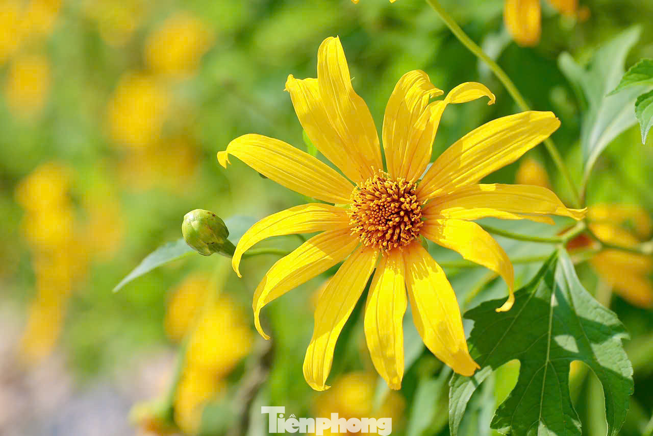 Từ cổng vào lên tới rừng thông và tới vườn hoa dã quỳ ở cốt 400m, du khách sẽ bắt gặp những bụi hoa đang khoe sắc được trồng thành từng bụi lớn, nở rộ rực rỡ hai bên đường.