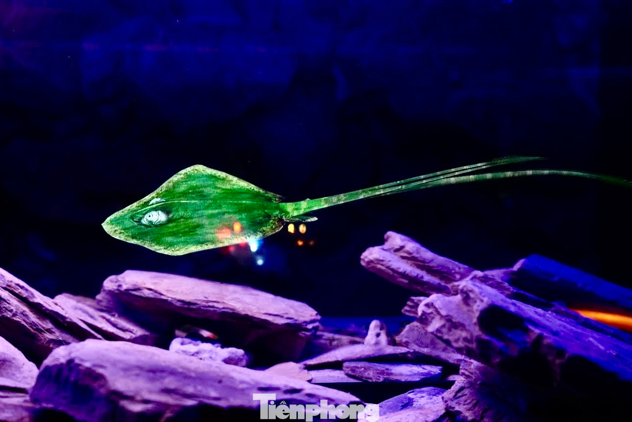 Mặc dù không có nước nhưng người xem cũng cảm nhận được hình ảnh sinh động về các sinh vật dưới đại dương.