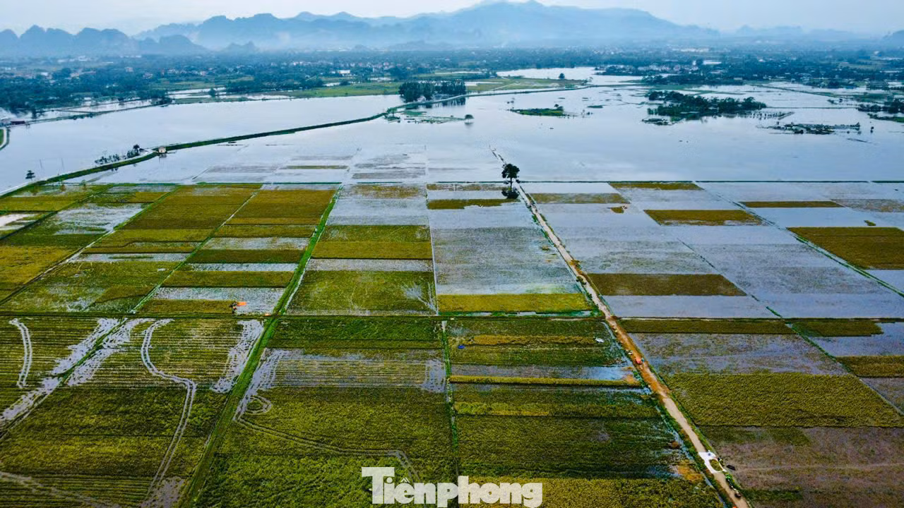 Hoàn lưu bão số 3, nước sông Bùi dâng cao làm các cánh đồng ở xã Mỹ Lương (huyện Chương Mỹ, Hà Nội) ngập nặng.